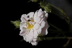 White Rose with two bugs