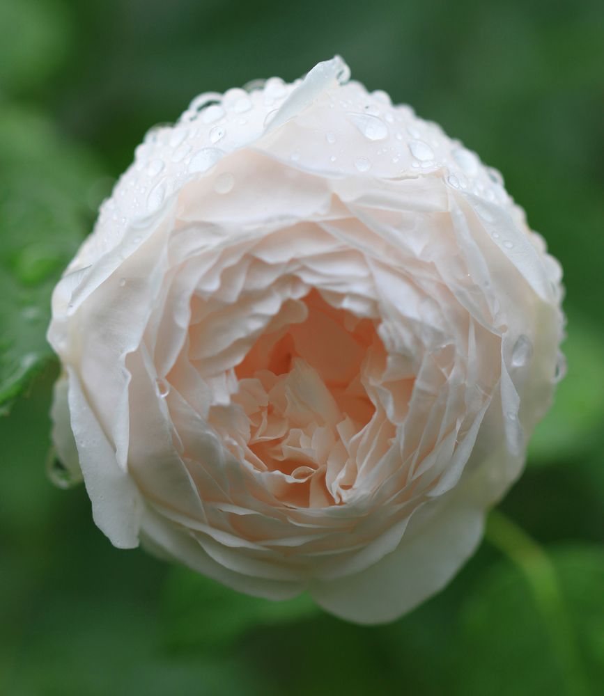 white rose with water drops