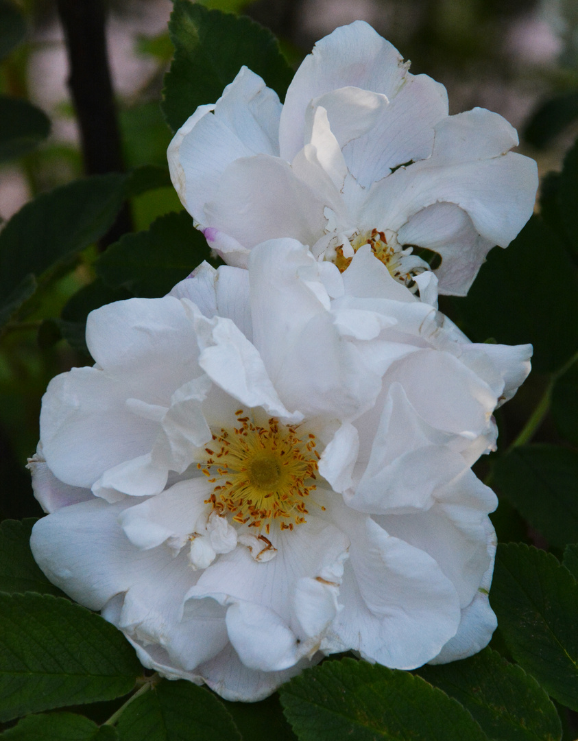 White roses