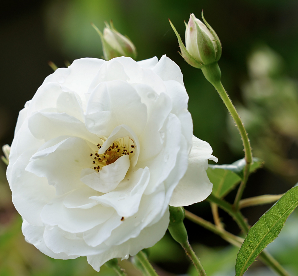 White Roses