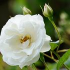 White Roses