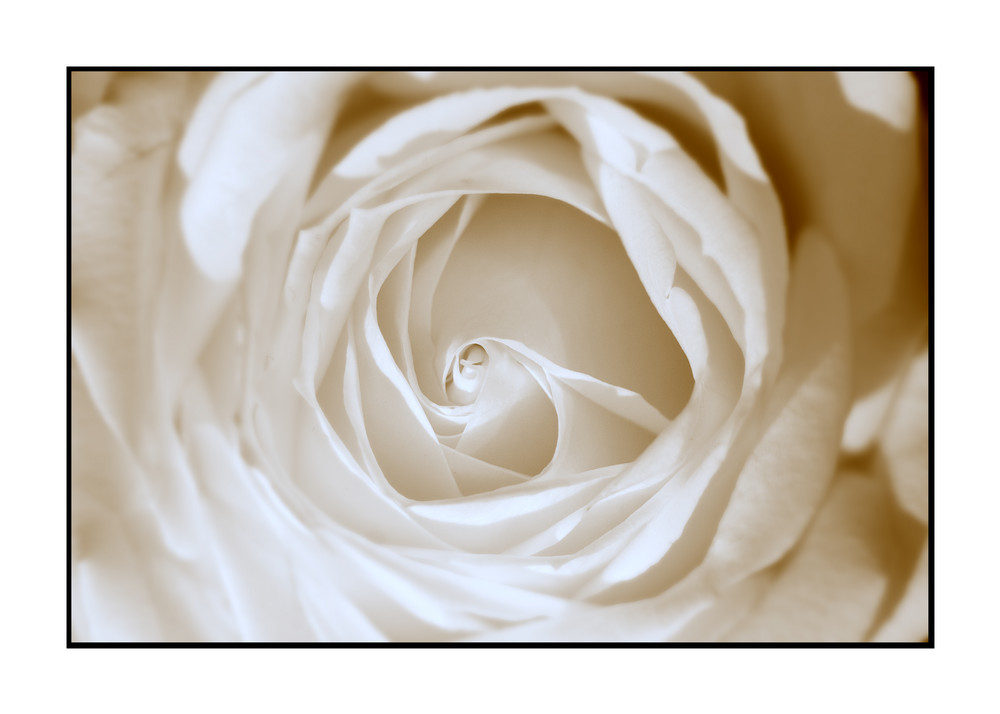 white Roses