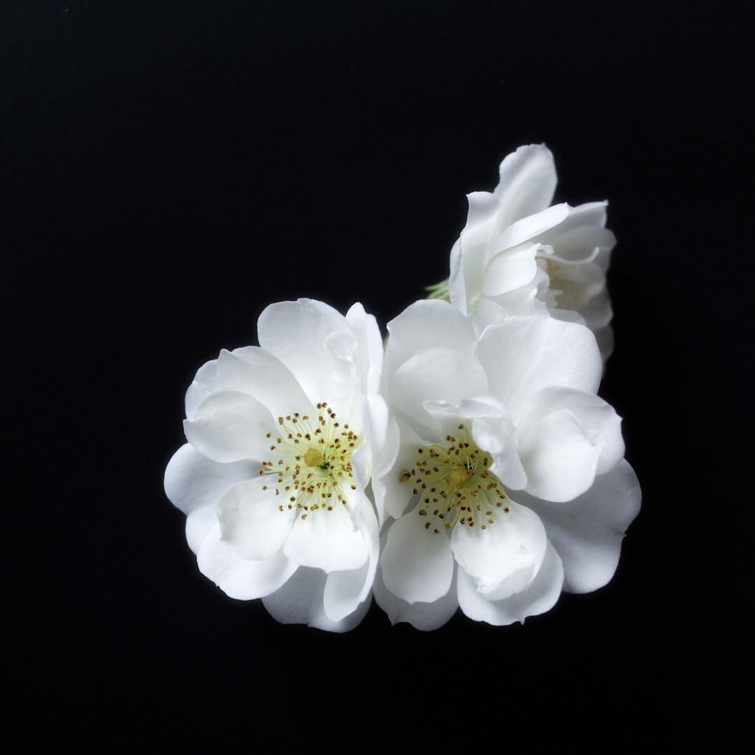 white roses