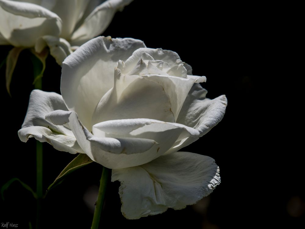 White Roses