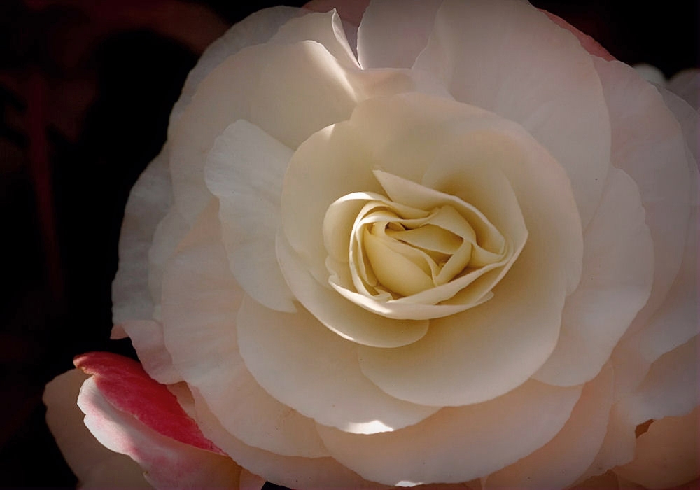 white Roses