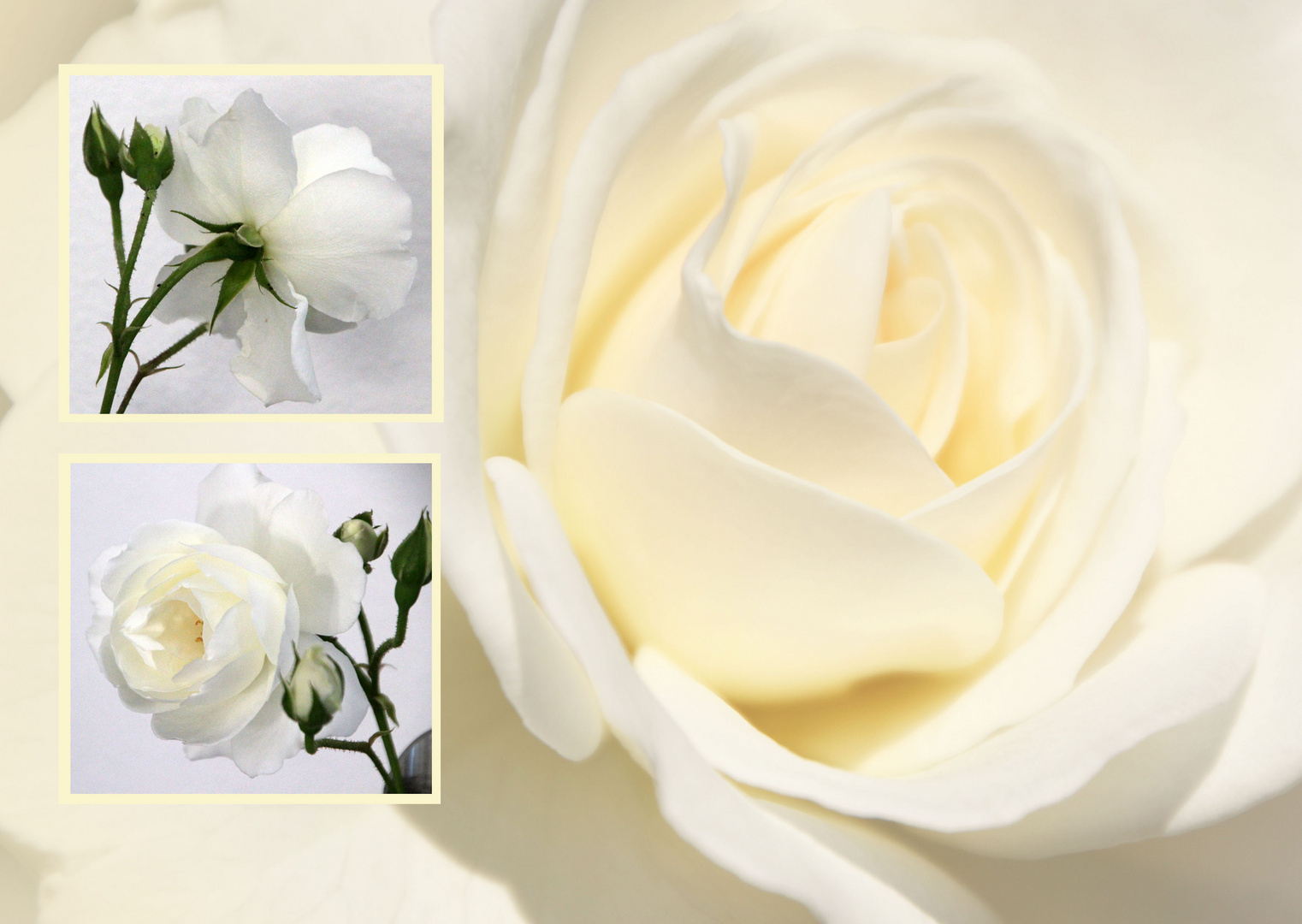 white roses