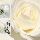 white roses