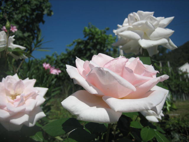 white roses