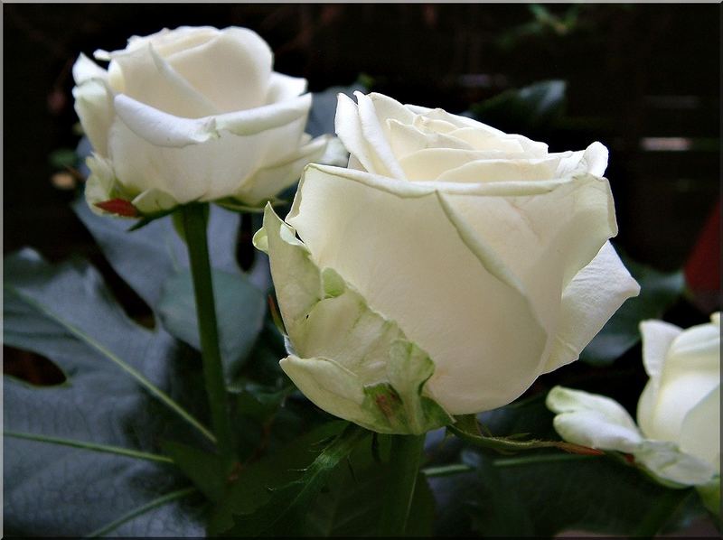 White Roses II