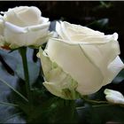 White Roses II