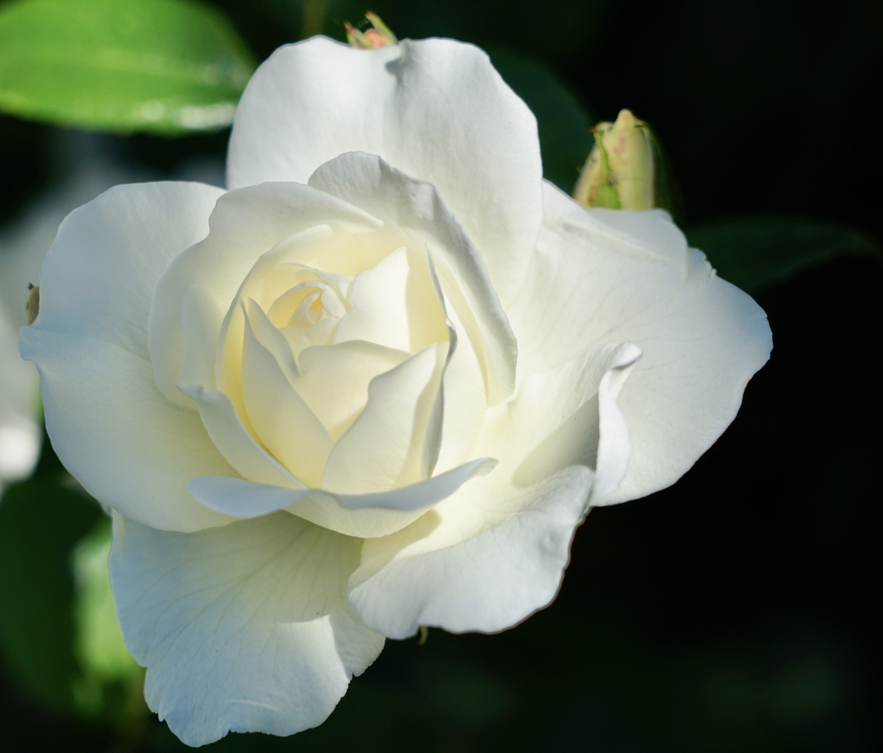 White Roses II