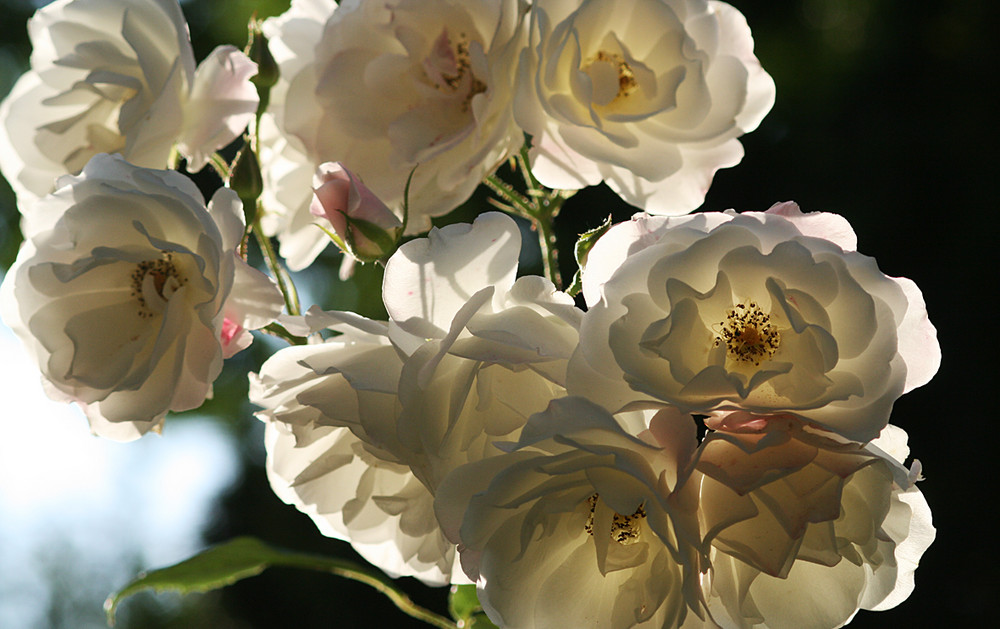 white roses. planten un blomen.