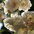 white roses. planten un blomen.