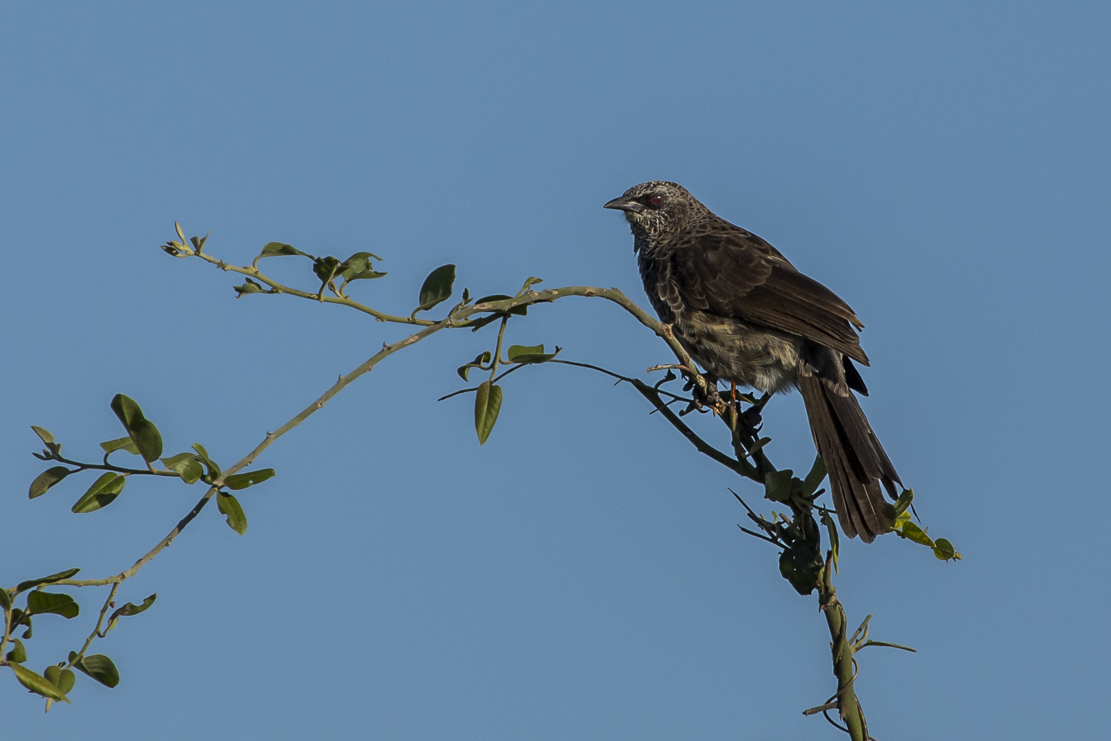 Whiterumped babbler Foto & Bild natur, tiere, wildlife Bilder auf