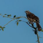 White-rumped babbler