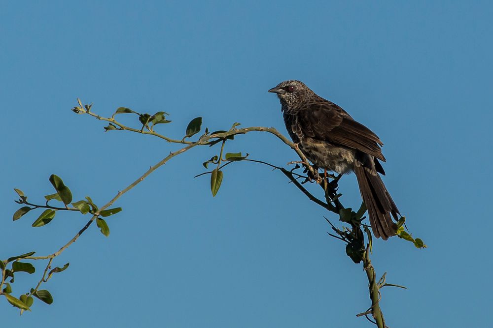 White-rumped babbler