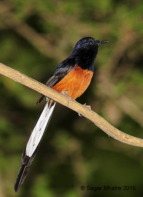 White rumped Shama