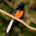 White rumped Shama