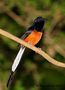 White rumped Shama by Sagar Mhatre 