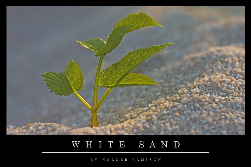 ~~ White Sand ~~