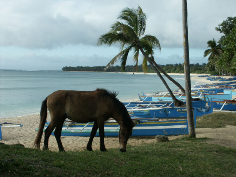 White sand beach with the coconut trees and a horse. Wow!!