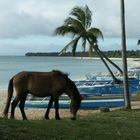 White sand beach with the coconut trees and a horse. Wow!!