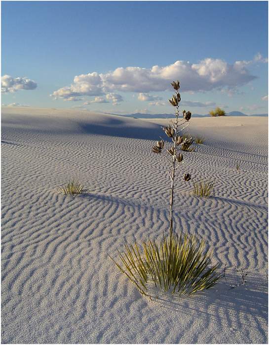 White Sands