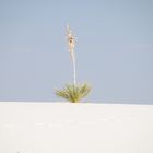 White Sands