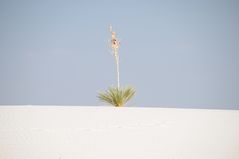 White Sands