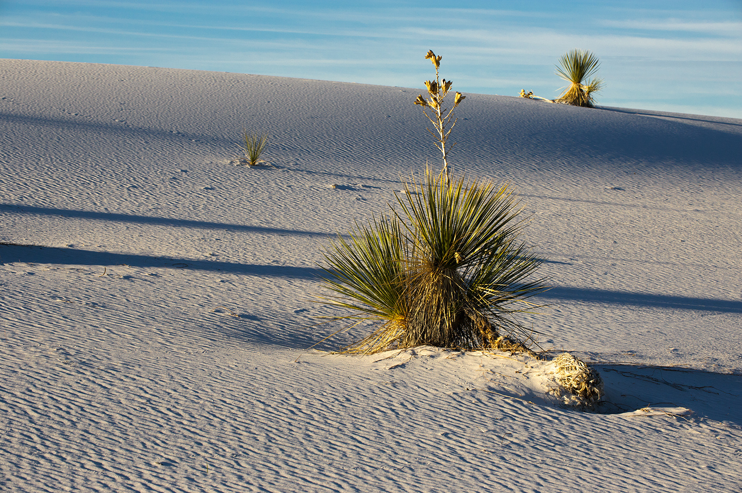 White Sands (2)