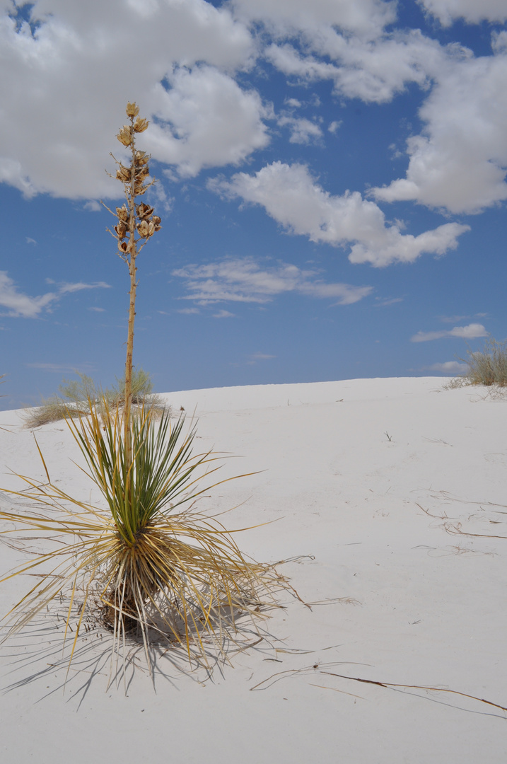 White Sands 2