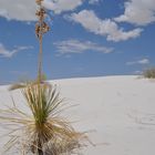 White Sands 2