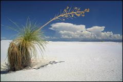 White Sands