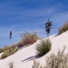 White Sands