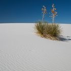 White Sands