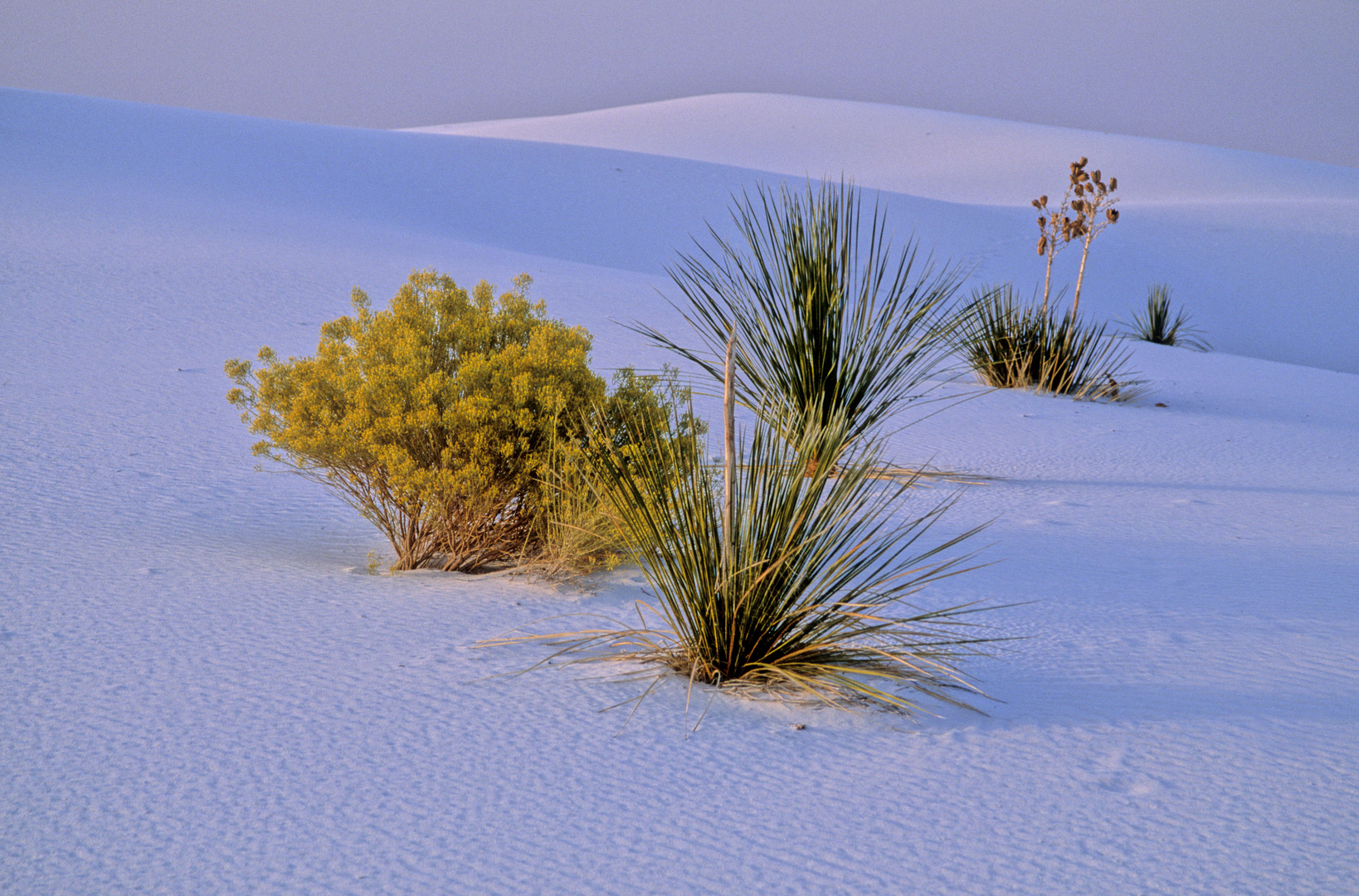 White Sands