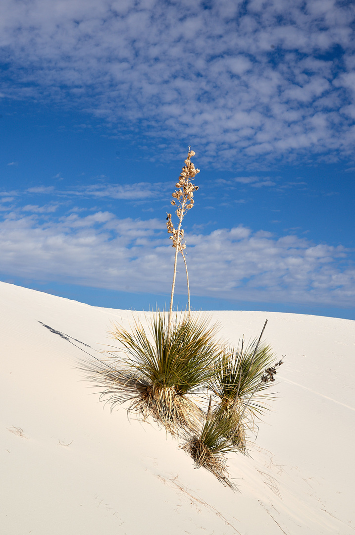 White Sands