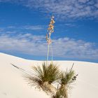 White Sands