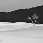 White Sands