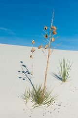 White Sands