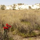 White Sands