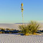 White Sands