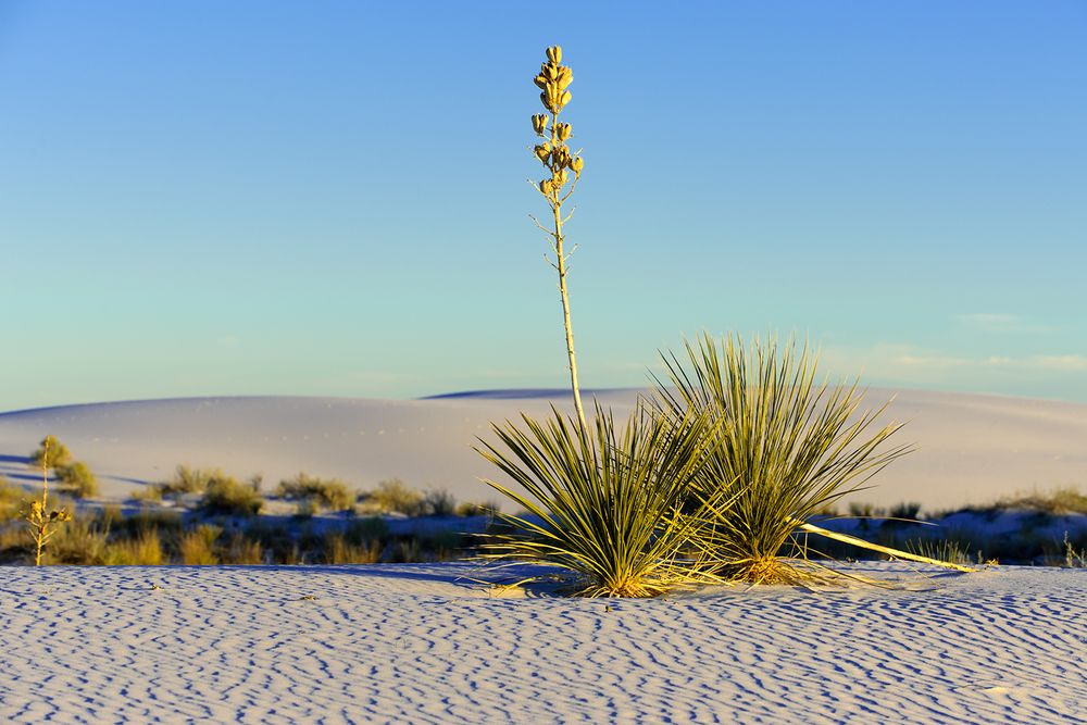 White Sands