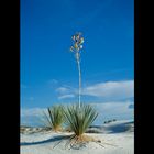 White Sands