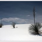 White Sands