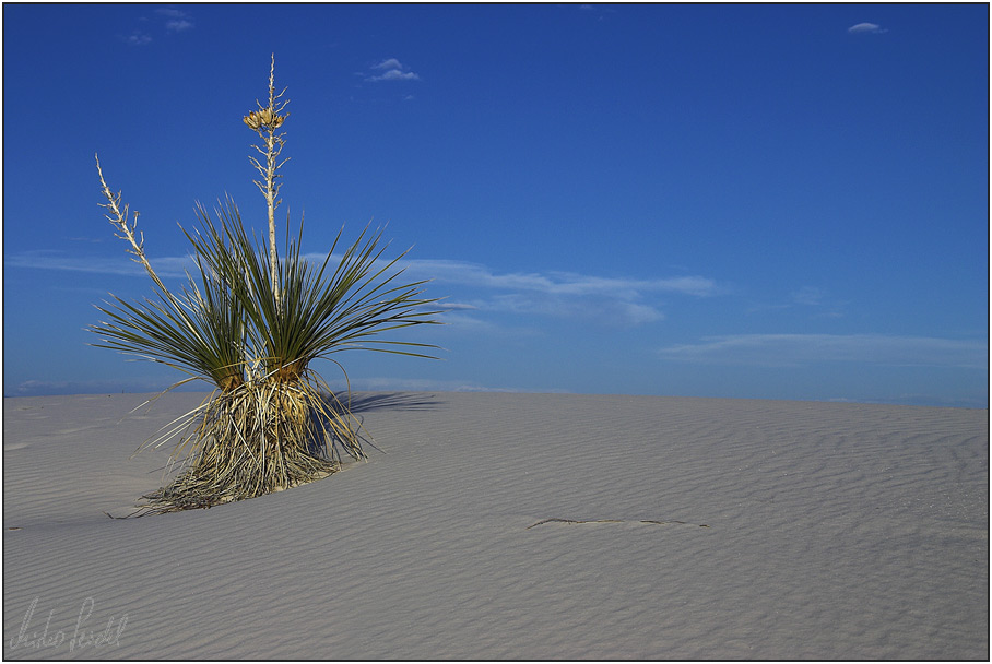 White Sands