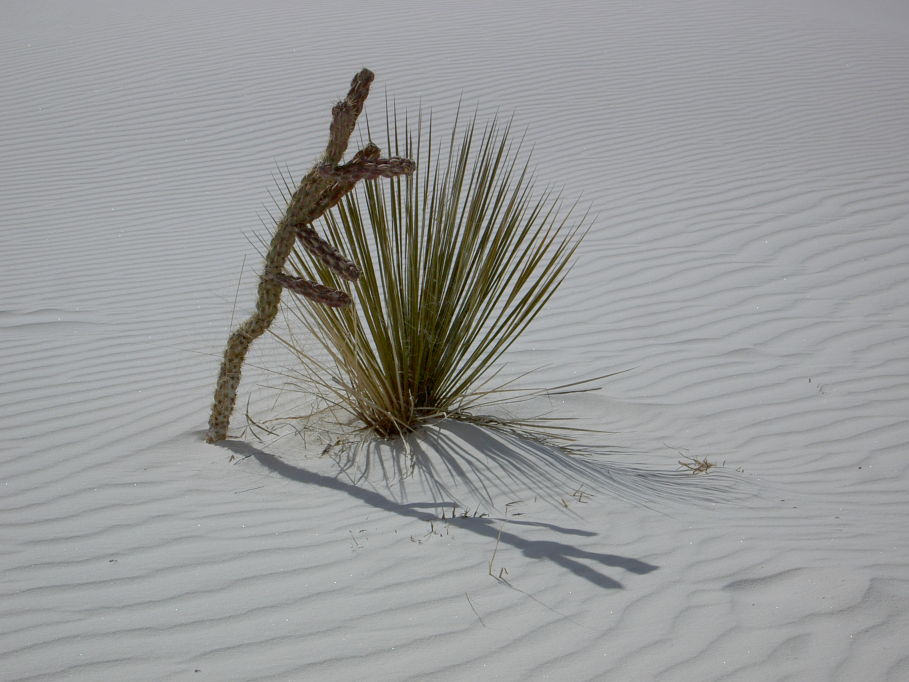 White Sands