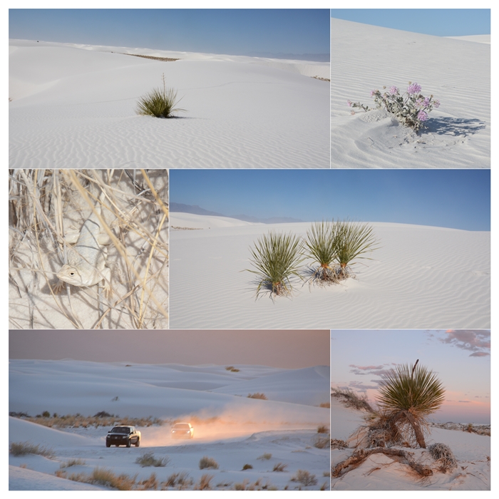 white sands