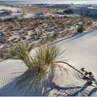 White Sands Dunes