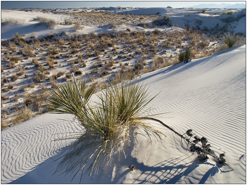 White Sands Dunes